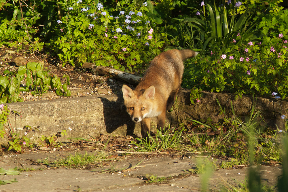 2701172505138298.jpg - Fox cub on a sunny afternoon