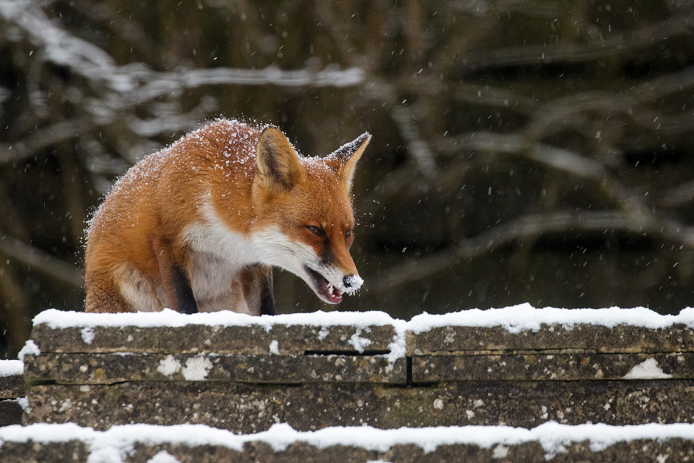 2702182702188786.jpg - Fox in snow