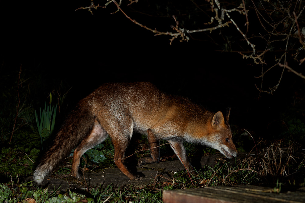 2702212702214056.jpg - Wolfy around the garden (may have just had cubs)