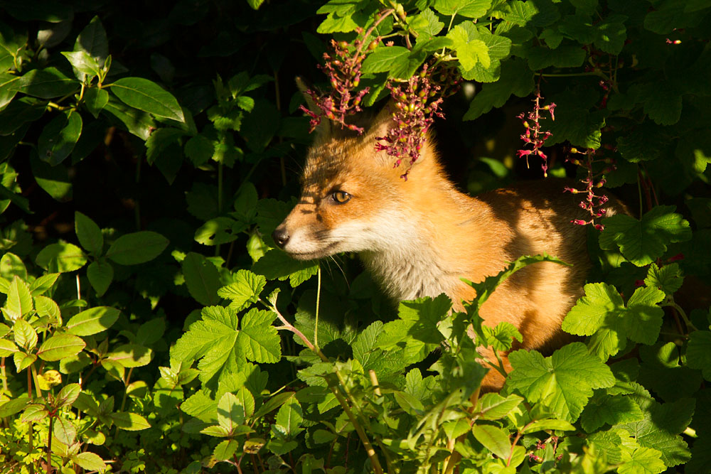 2703142505138365.jpg - Fox cub among the shrubs