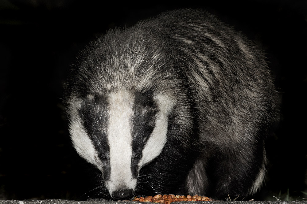 2703162203167580.jpg - Badger eating peanuts in a suburban garden