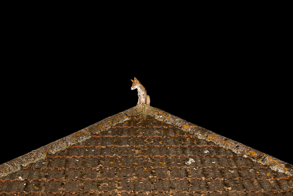 2703192703199251.jpg - Fox on a roof (Wolfy)