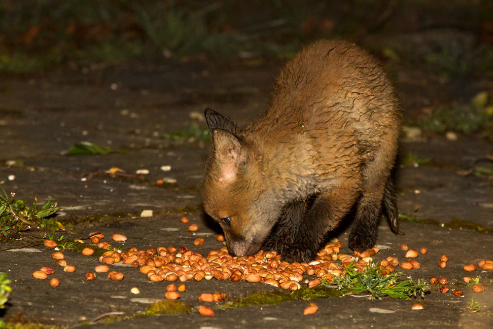 2704132504131029.jpg - Two month old fox cub (Vulpes vulpes) eating peanuts in a garden.