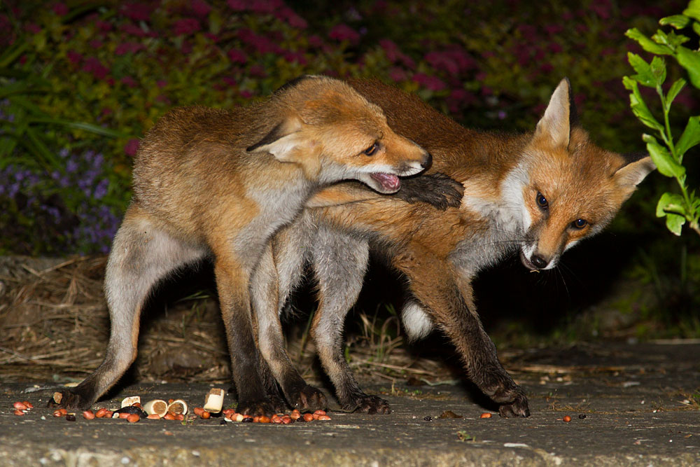 2704141806124258.jpg - Two fox cubs playing