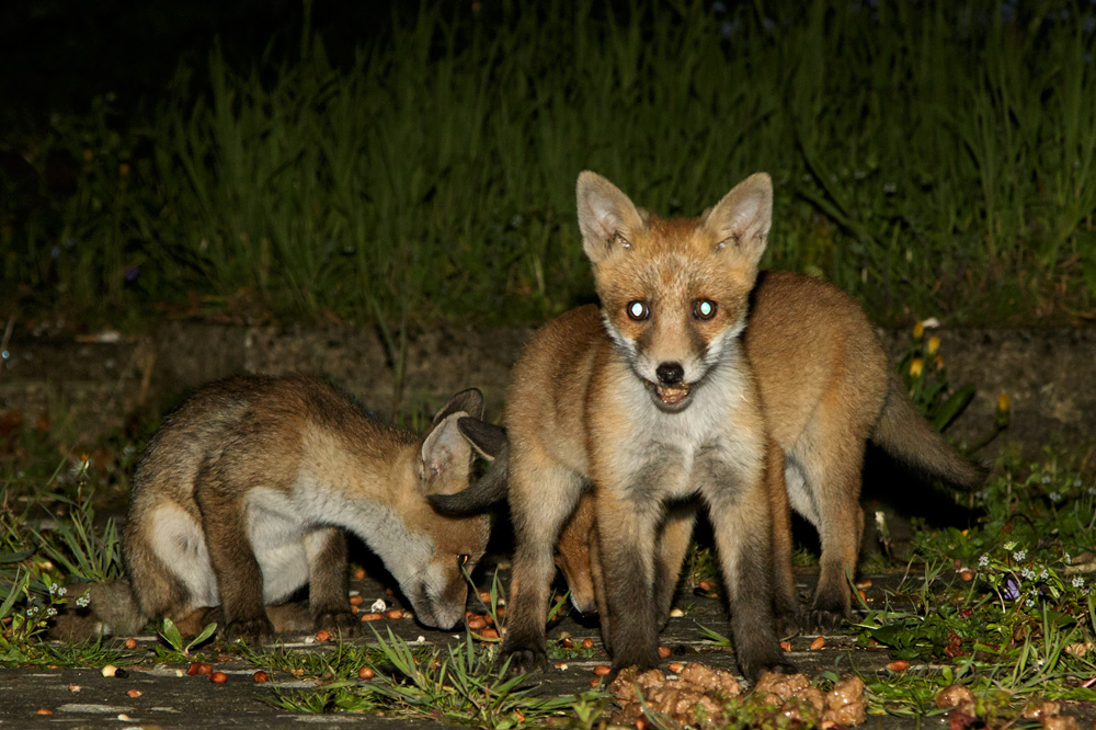 2704182604182927.jpg - Four of the fox cubs come to visit (with Pretty)