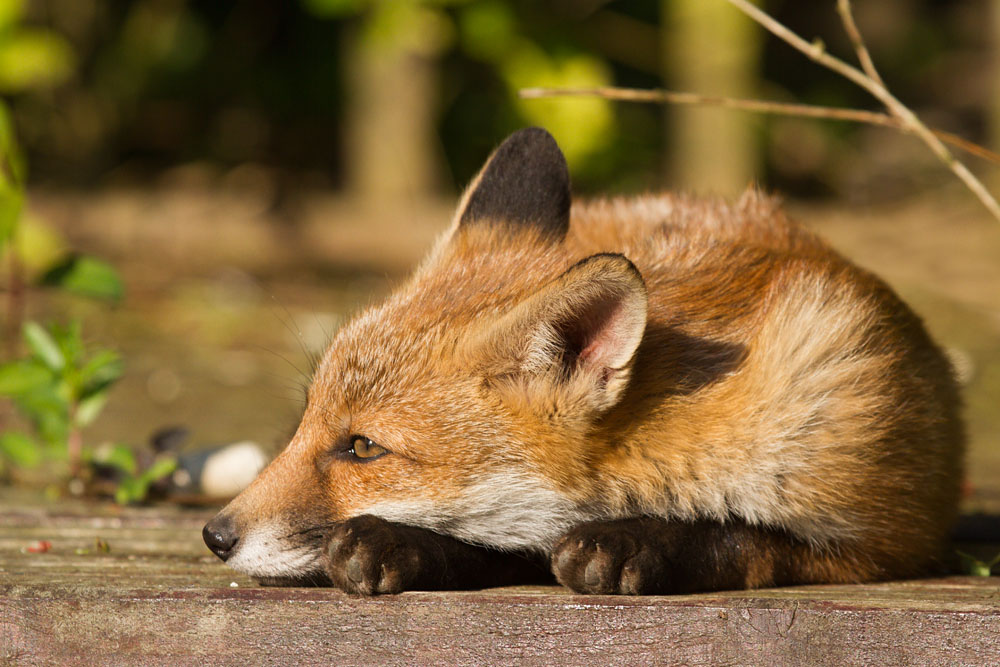 2705132605139221.jpg - Three-month old fox cub on a sunny afternoon in a suburban garden.