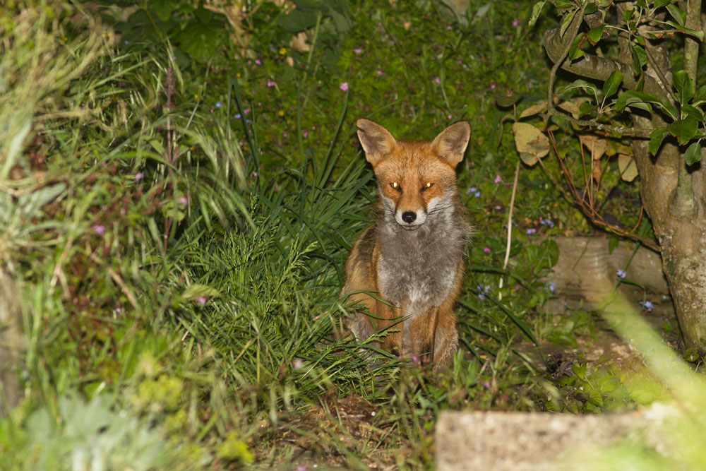2705142505140282.jpg - Fox in garden (nicked ear)