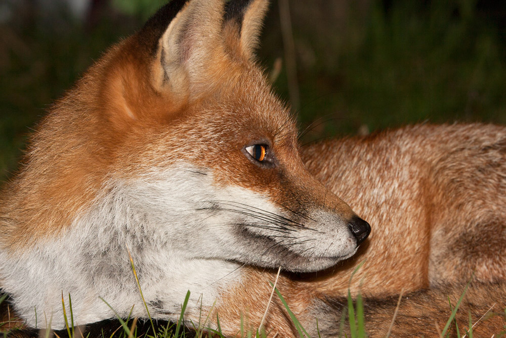 2705162110098258.jpg - Portrait of a fox