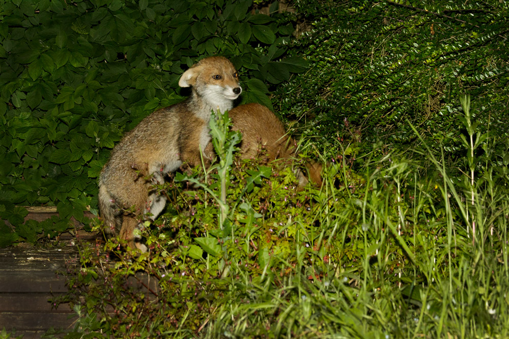 2705172605174853.jpg - Two fox cubs acting beyond their age!