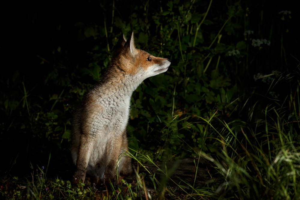 2705212705210486.jpg - Fox cub in the garden