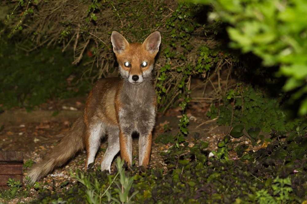 2706142506147535.jpg - Female fox (vixen) in garden