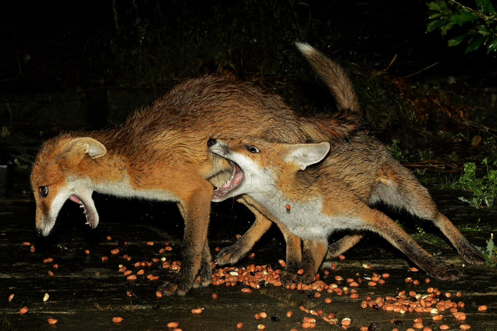 2706172706173960.jpg - Two fox cubs scrapping over food