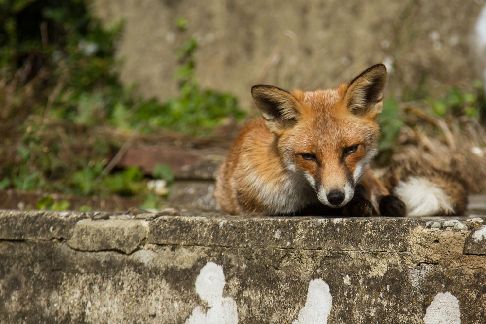 2707140809135243.jpg - Fox lying down in garden