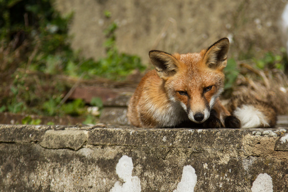 2707140809135243.jpg - Fox lying down in garden