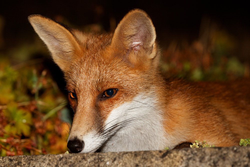 2707182707182460.jpg - Portrait of a young fox (Long Nose)