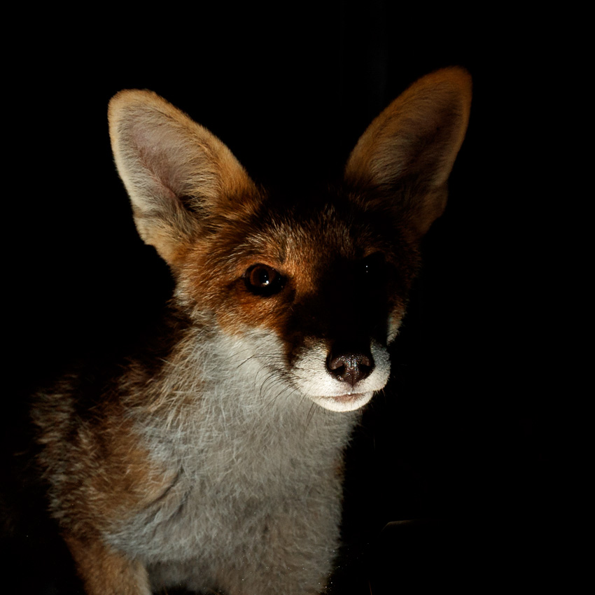 2707212607215852.jpg - Fox cub at night