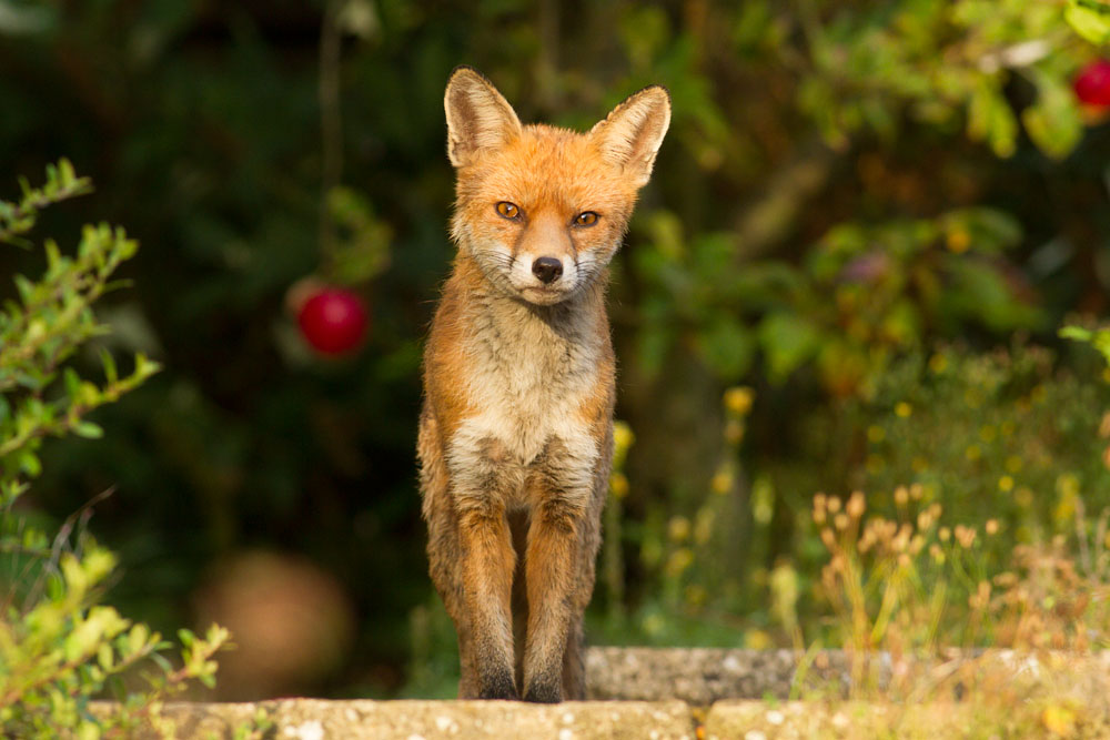 2708142608148269.jpg - Male fox with some signs of poor coat (mange?) in garden on sunny evening.