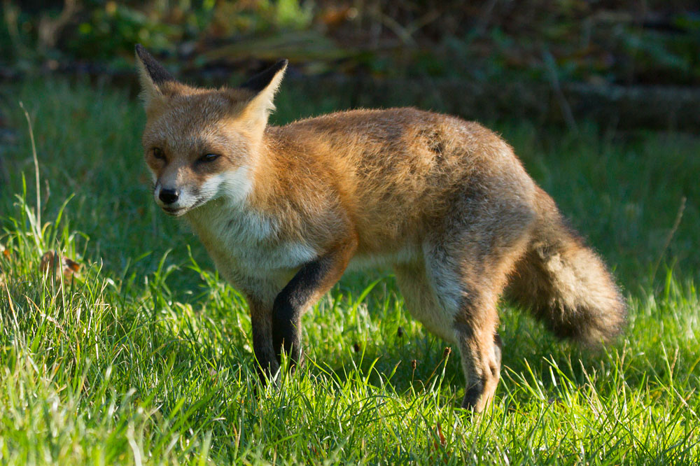 2709141011136285.jpg - Fox standing in garden