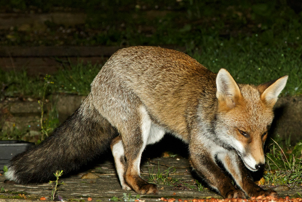 2709172509178407.jpg - Long Nose