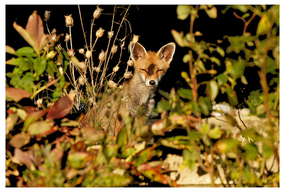 2709252509255372.jpg - Solo in the sunshine