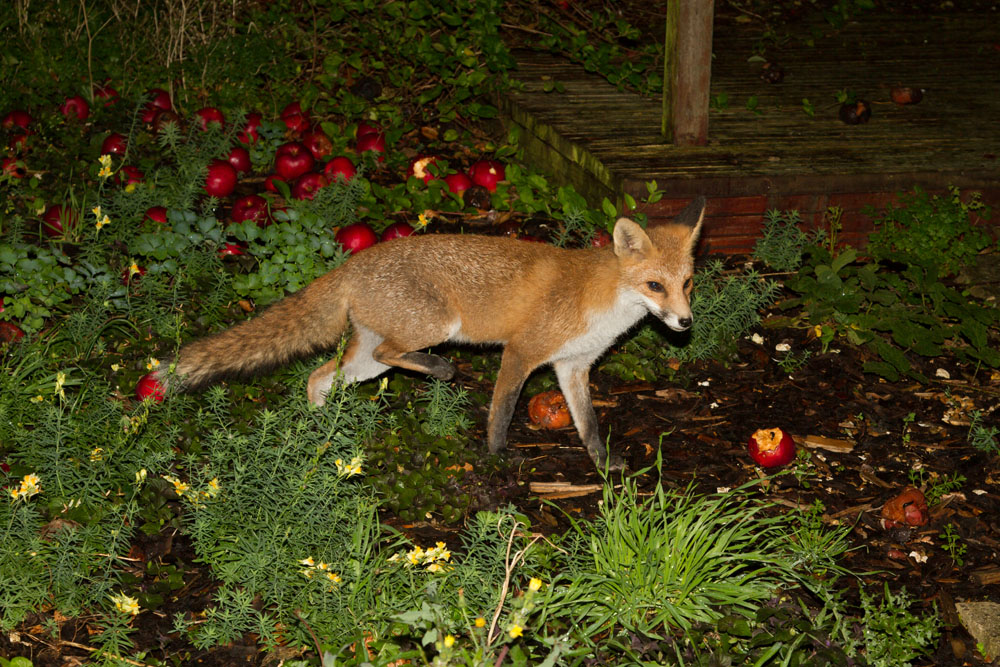 2710132510133385.jpg - Young fox on wall in suburban garden with fallen apples