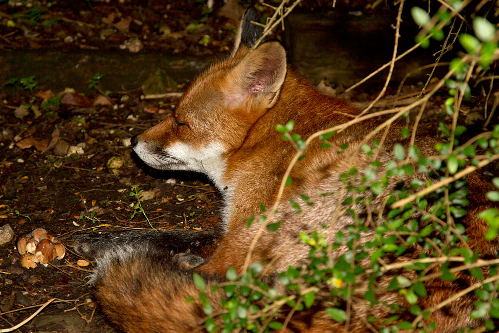 2711121611124170.jpg - Fox (Vulpes vulpes) taking shleter under a hedge.