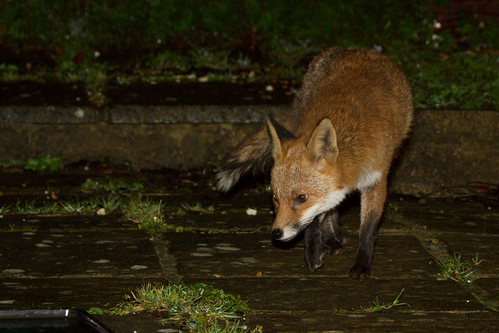 2711142702143489.jpg - Fox on a rainy night