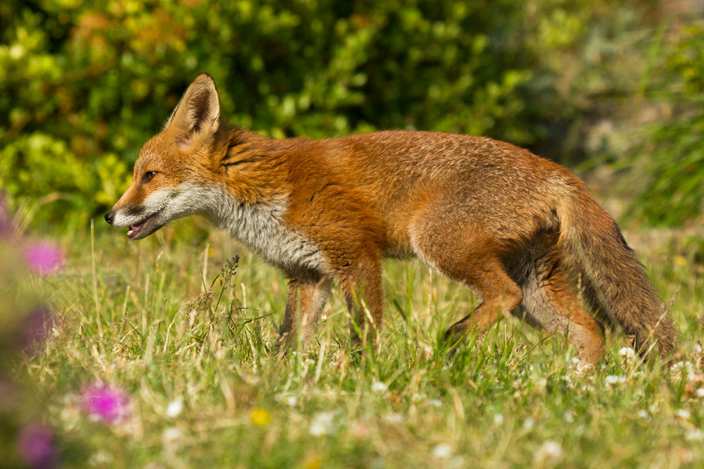 2711151107130399.jpg - Young fox walking across the garden