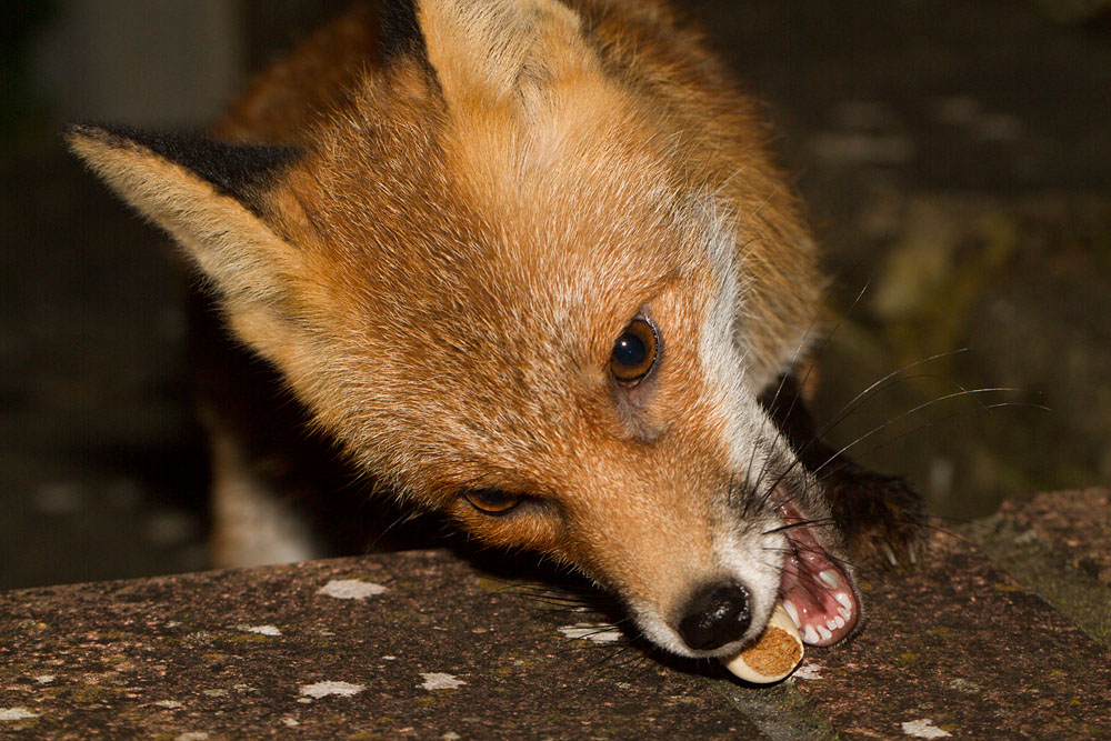 2801142701148704.jpg - Close-up of fox taking a markie biscuit from garden wall