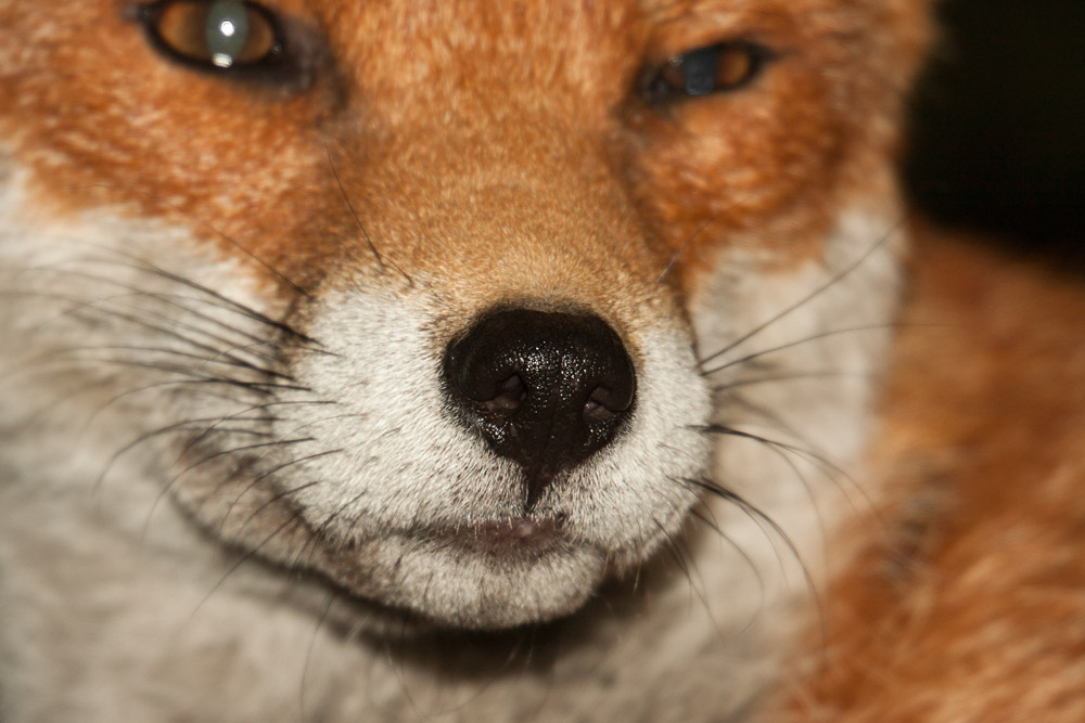 2801162308090741.jpg - Close-up of the Bold Vixen
