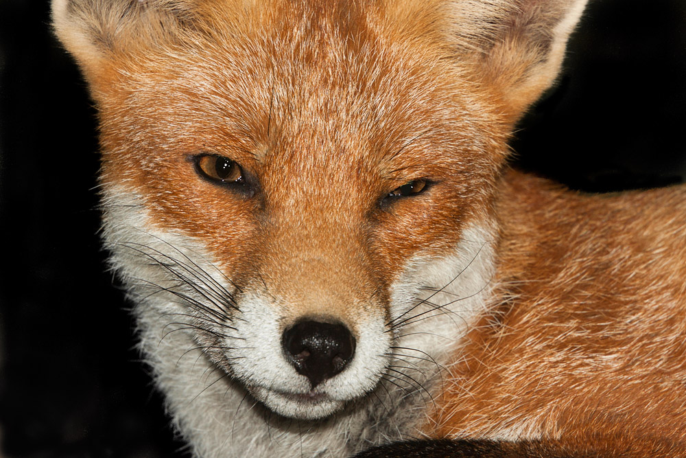 2802162308090733.jpg - Portrait of a vixen