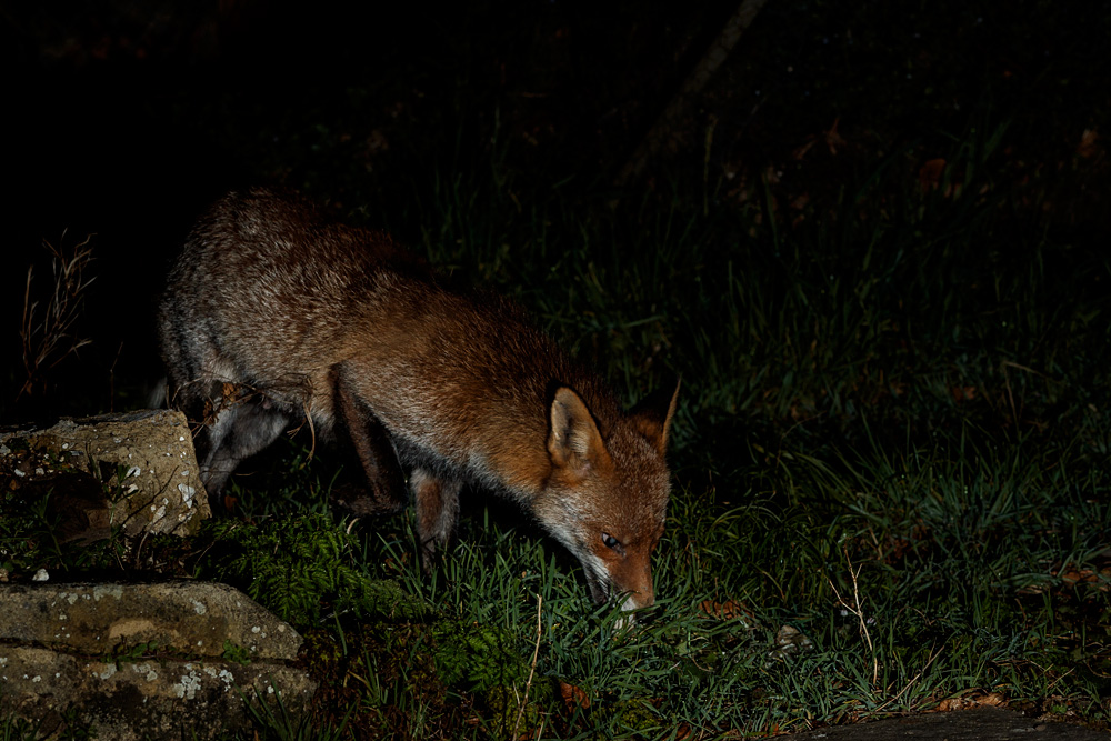 2802212702214063.jpg - Wolfy around the garden (may have just had cubs)