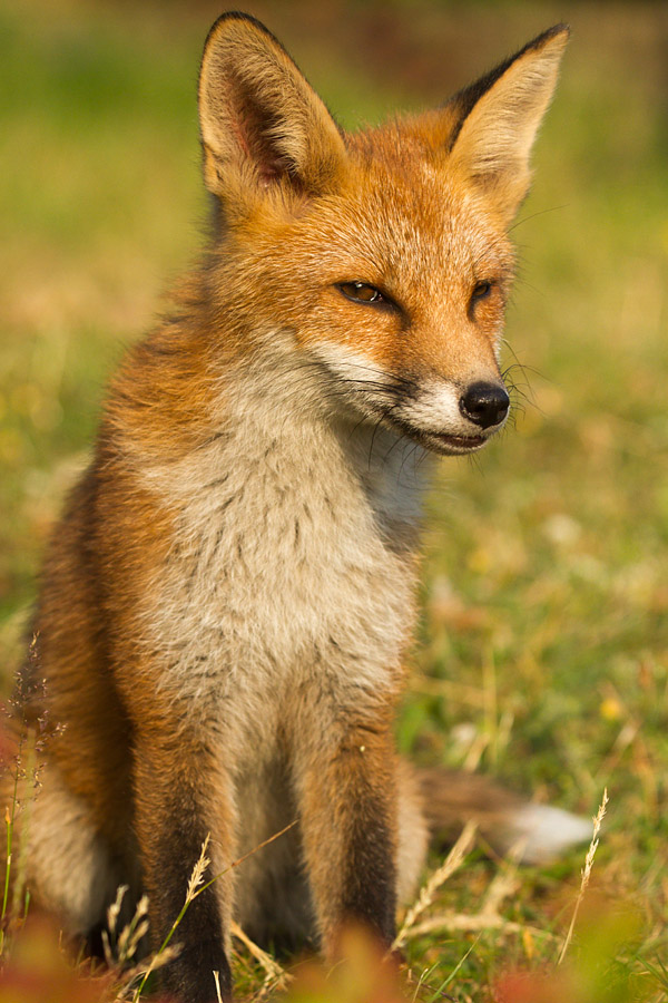 2803151707132076.jpg - Fox cub in sunshine