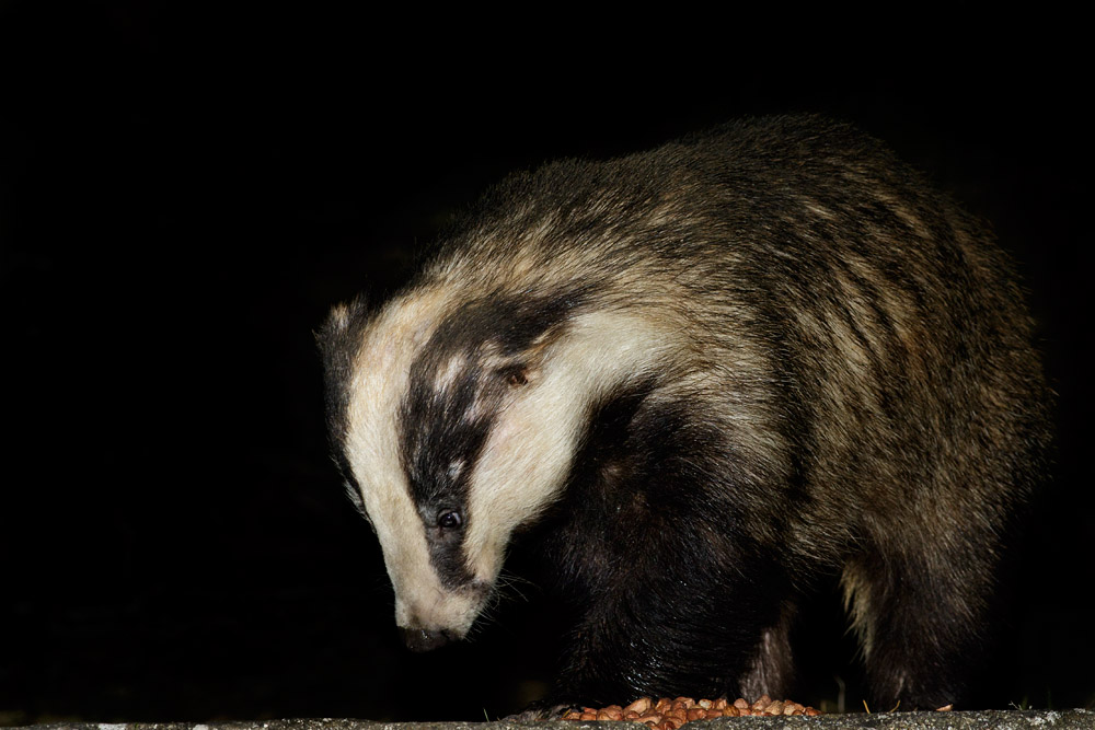 2803162203167579.jpg - Badger eating peanuts in a suburban garden