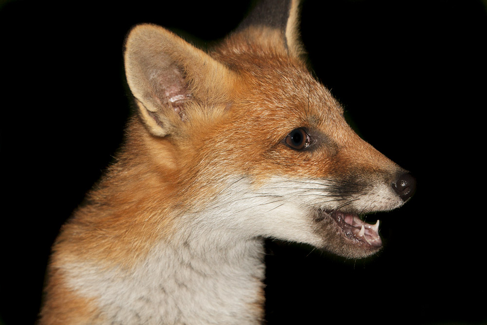 2803170506132349.jpg - Portrait of a fox cub
