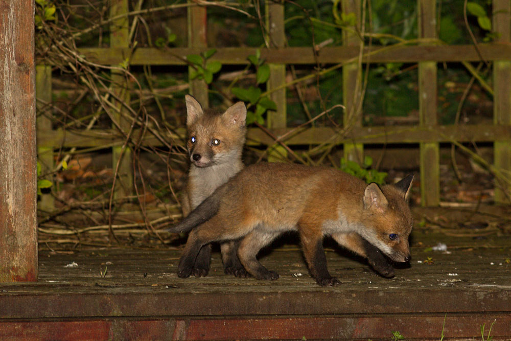2804132704131457.jpg - Fox cubs (Vulpes vulpes) playing in a pergola in a garden.
