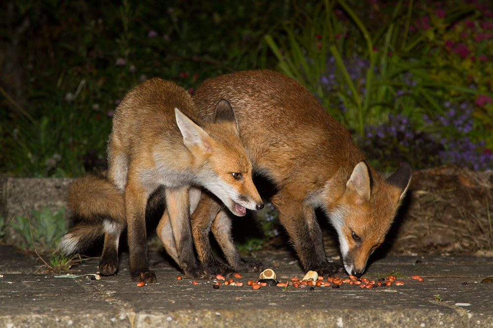 2804141806124247.jpg - Two fox cubs sharing food in garden