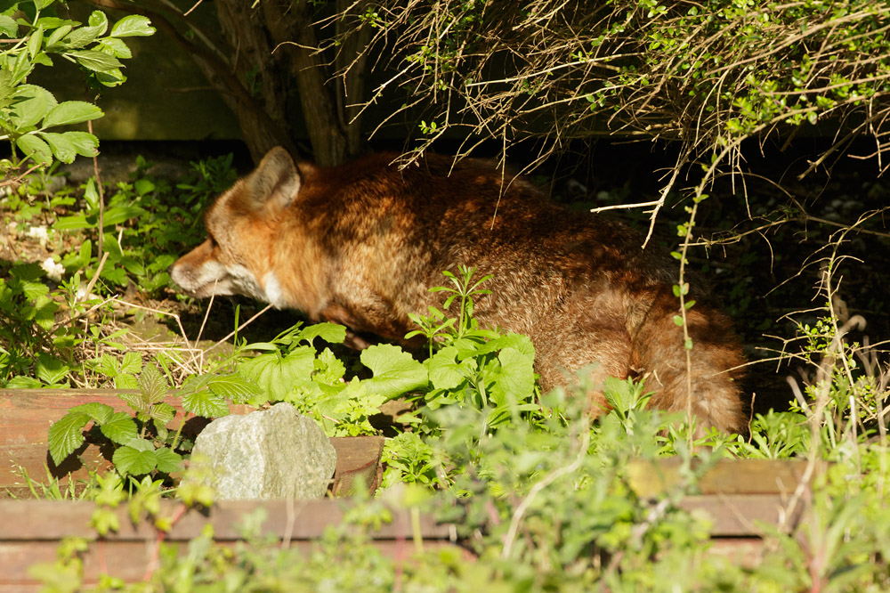 2804162704164097.jpg - Fox at the rear of the garden
