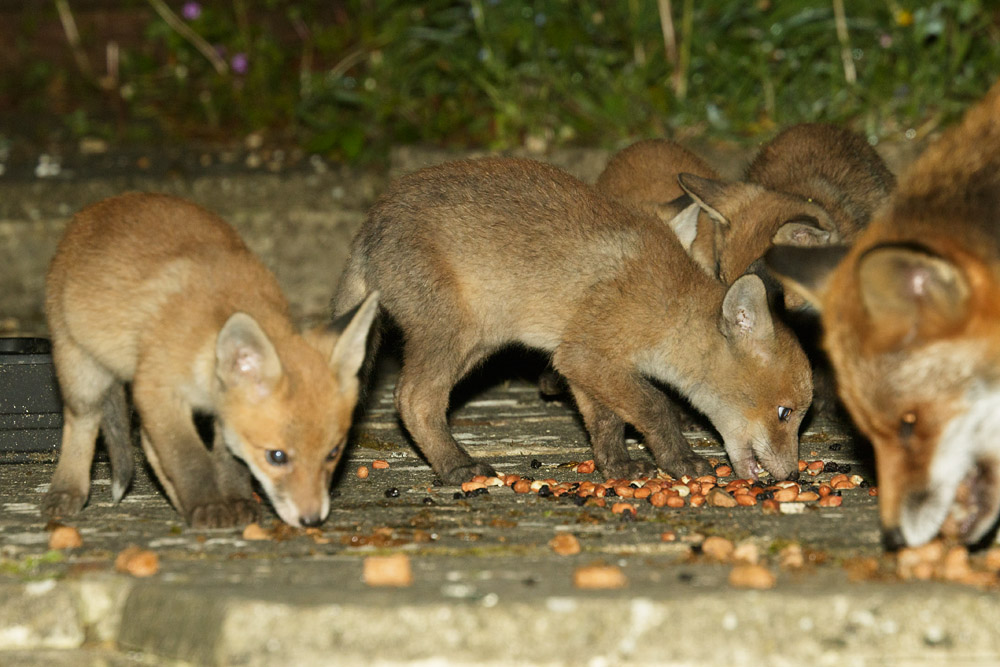 2804172804179022.jpg - Four fox cubs at about 2 months old, out with the male parent
