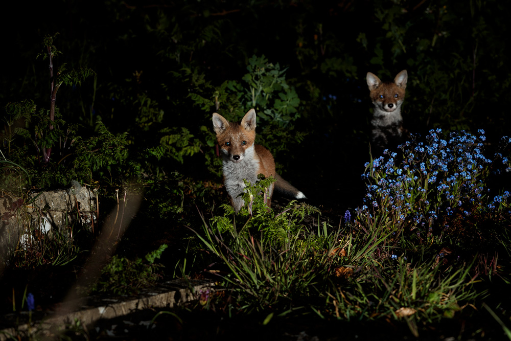 2804212204217856.jpg - Two fox cubs in the garden