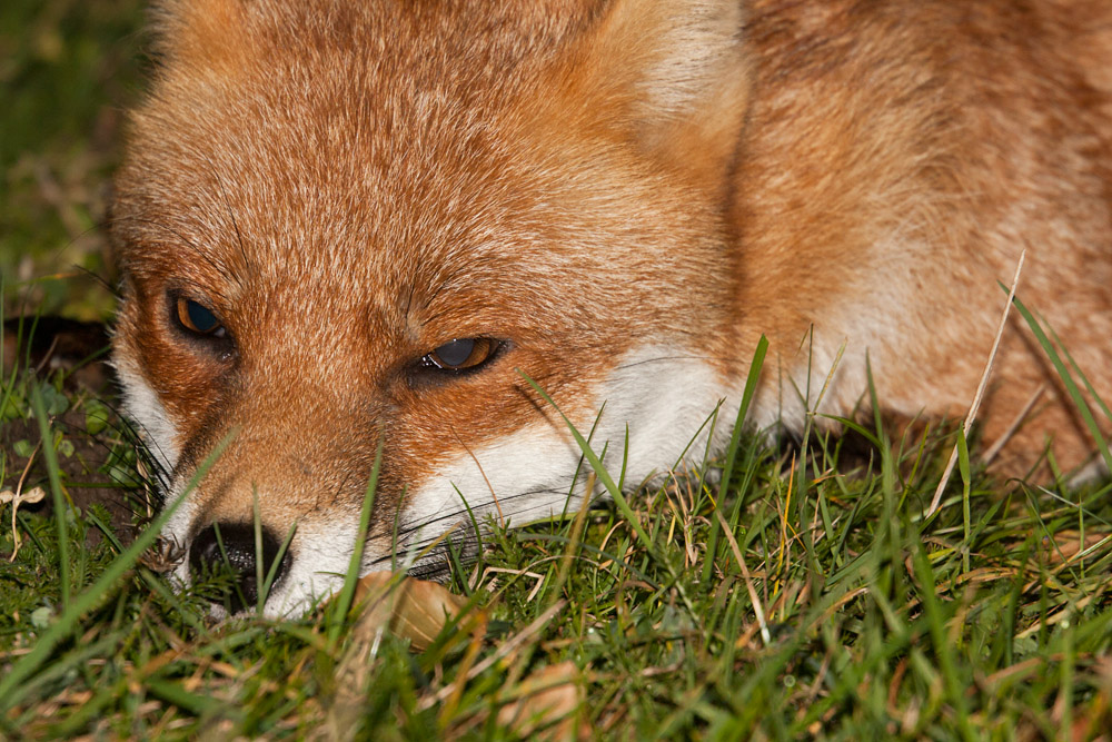 2805162110098264.jpg - Fox in the grass