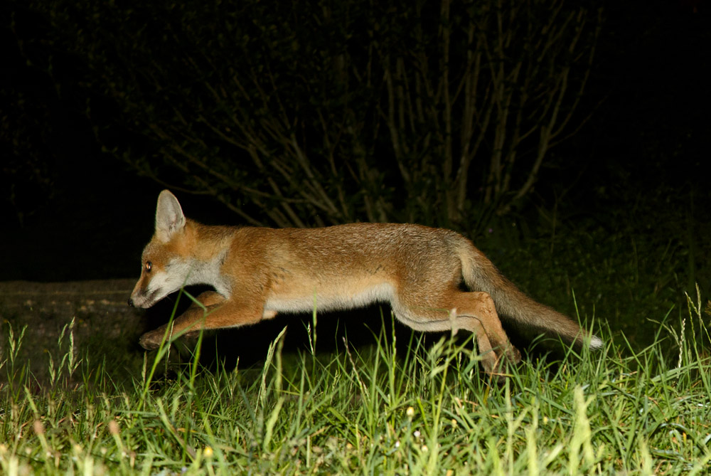 2805172705175054.jpg - Fox cub at 12-13 weeks old, leaping in suburtan garden