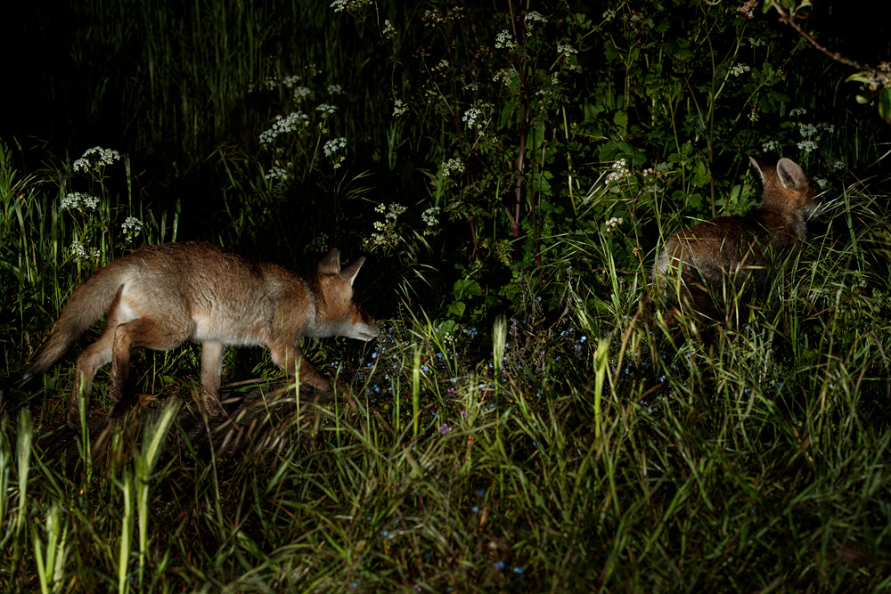 2805212705210278.jpg - Fox cubs in the garden