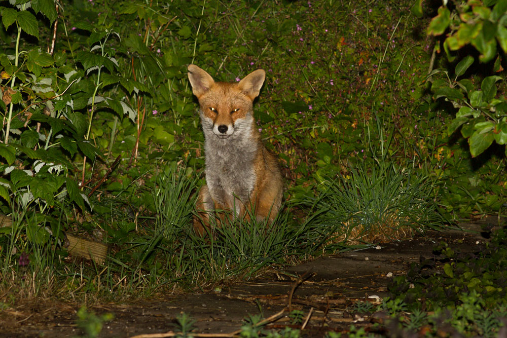 2806142606147607.jpg - Fox with nicked ear in garden