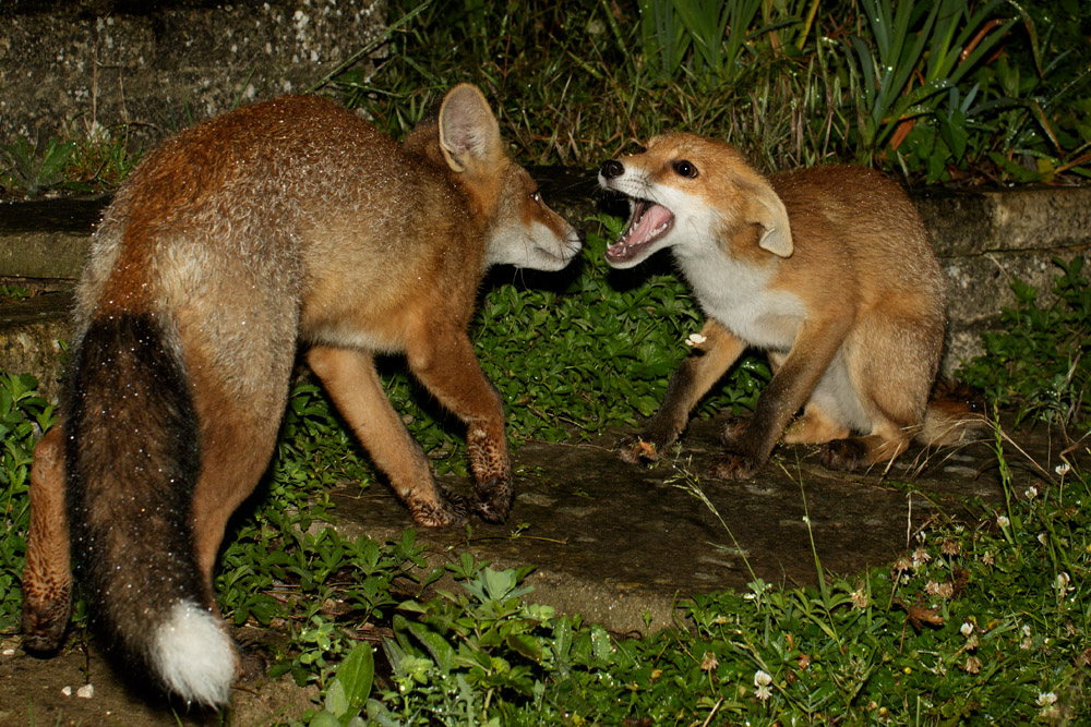 2806172806174038.jpg - Two fox cubs greeting