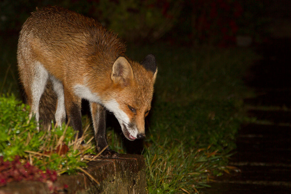 2807140410127273.jpg - Young fox (Vulpes vulpes) in a suburban garden at night after heavy rain.