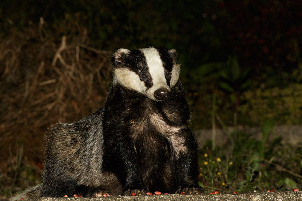 2807152507159107.jpg - Badger at the top of the steps