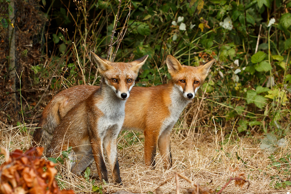 2807182807182754.jpg - Two young foxes (Scamp and Long Nose)