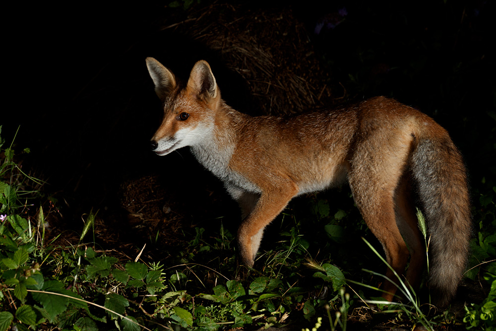 2807212807215897.jpg - Portrait of a fox cub