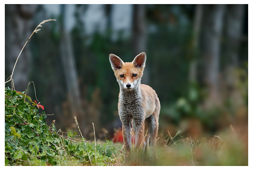 2807251907254239.jpg - Fox cub in our garden